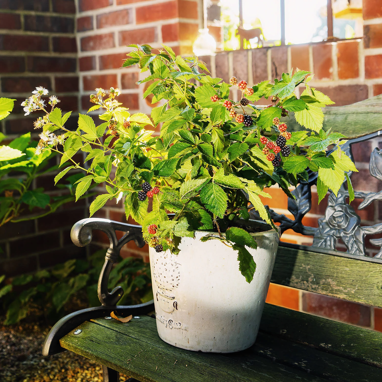 Rubus Fruticosus 'Lucky Berry'® 1 Rubus Fruticosus 'Lucky Berry'®