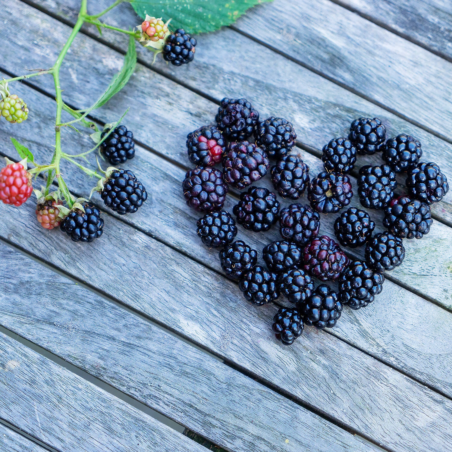 Rubus Fruticosus 'Lucky Berry'® 2 Rubus Fruticosus 'Lucky Berry'® – Bild 2