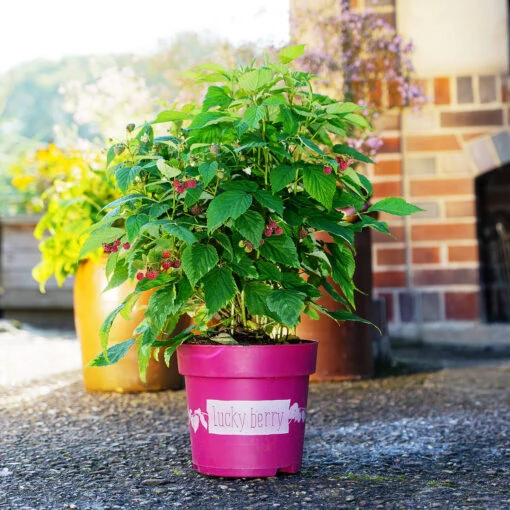 Rubus Idaeus 'Lucky Berry'® 3 Rubus Idaeus 'Lucky Berry'® -Seeds and Fertilizers Geschäft rubus idaeus lucky berry