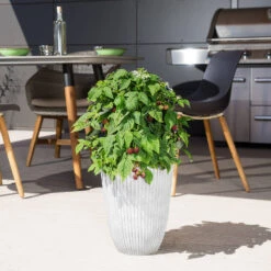 Rubus Idaeus 'Lucky Berry'® -Seeds and Fertilizers Geschäft rubus idaeus lucky berry2