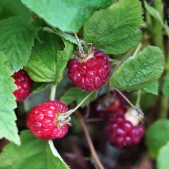 Rubus Idaeus 'Lucky Berry'® -Seeds and Fertilizers Geschäft rubus idaeus lucky berry3