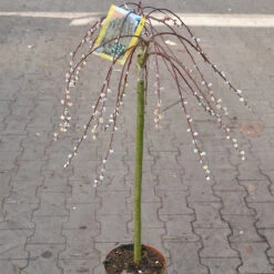 Salix Caprea 'Pendula'