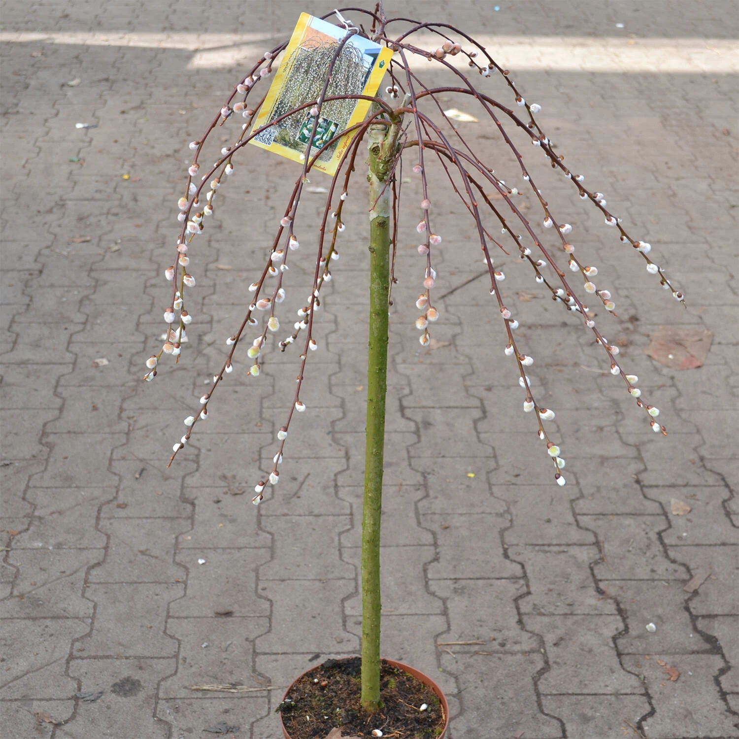 Salix Caprea 'Pendula' 1 Salix Caprea 'Pendula'