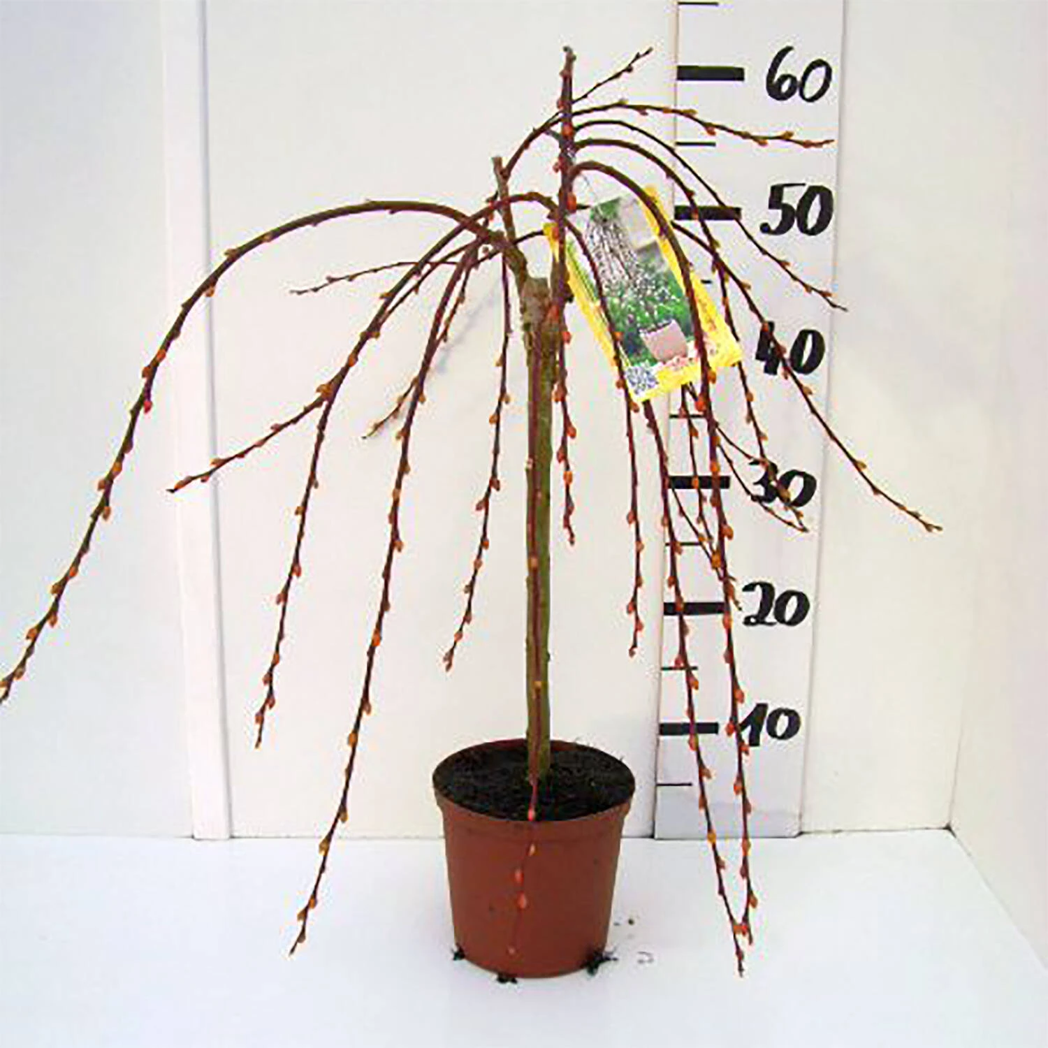 Salix Caprea 'Pendula' 3 Salix Caprea 'Pendula' – Bild 3