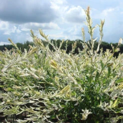 Salix Integra 'Hakuro Nishiki'