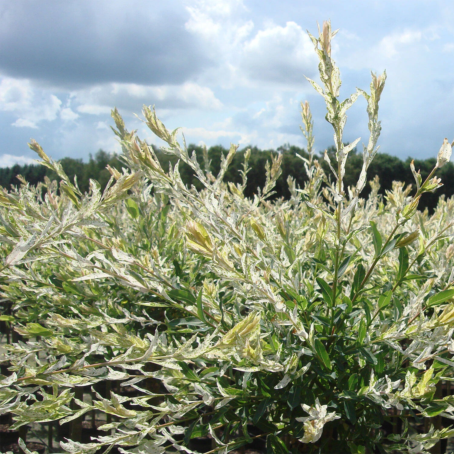 Salix Integra 'Hakuro Nishiki' 1 Salix Integra 'Hakuro Nishiki'