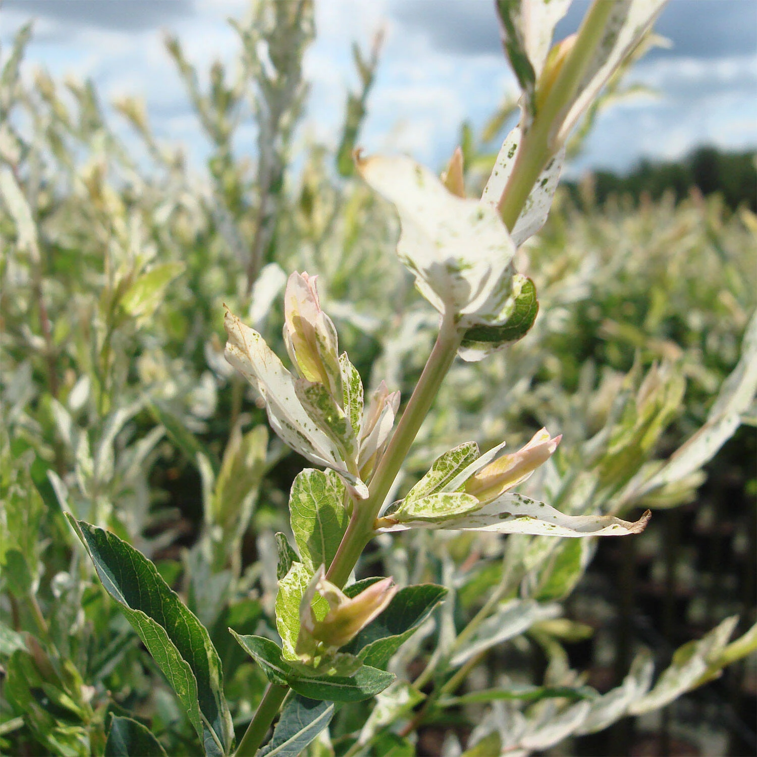 Salix Integra 'Hakuro Nishiki' 2 Salix Integra 'Hakuro Nishiki' – Bild 2