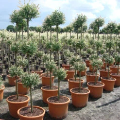 Salix Integra 'Hakuro Nishiki' 5 Salix Integra 'Hakuro Nishiki' -Seeds and Fertilizers Geschäft salix integra hakuro nishiki3