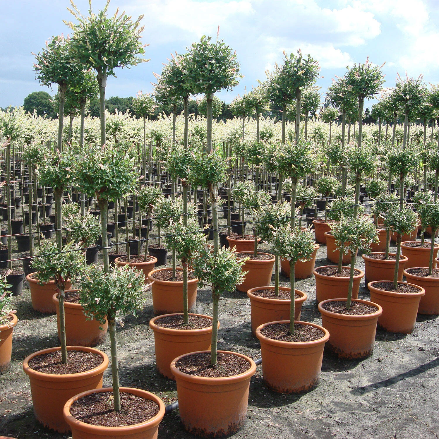 Salix Integra 'Hakuro Nishiki' 3 Salix Integra 'Hakuro Nishiki' – Bild 3