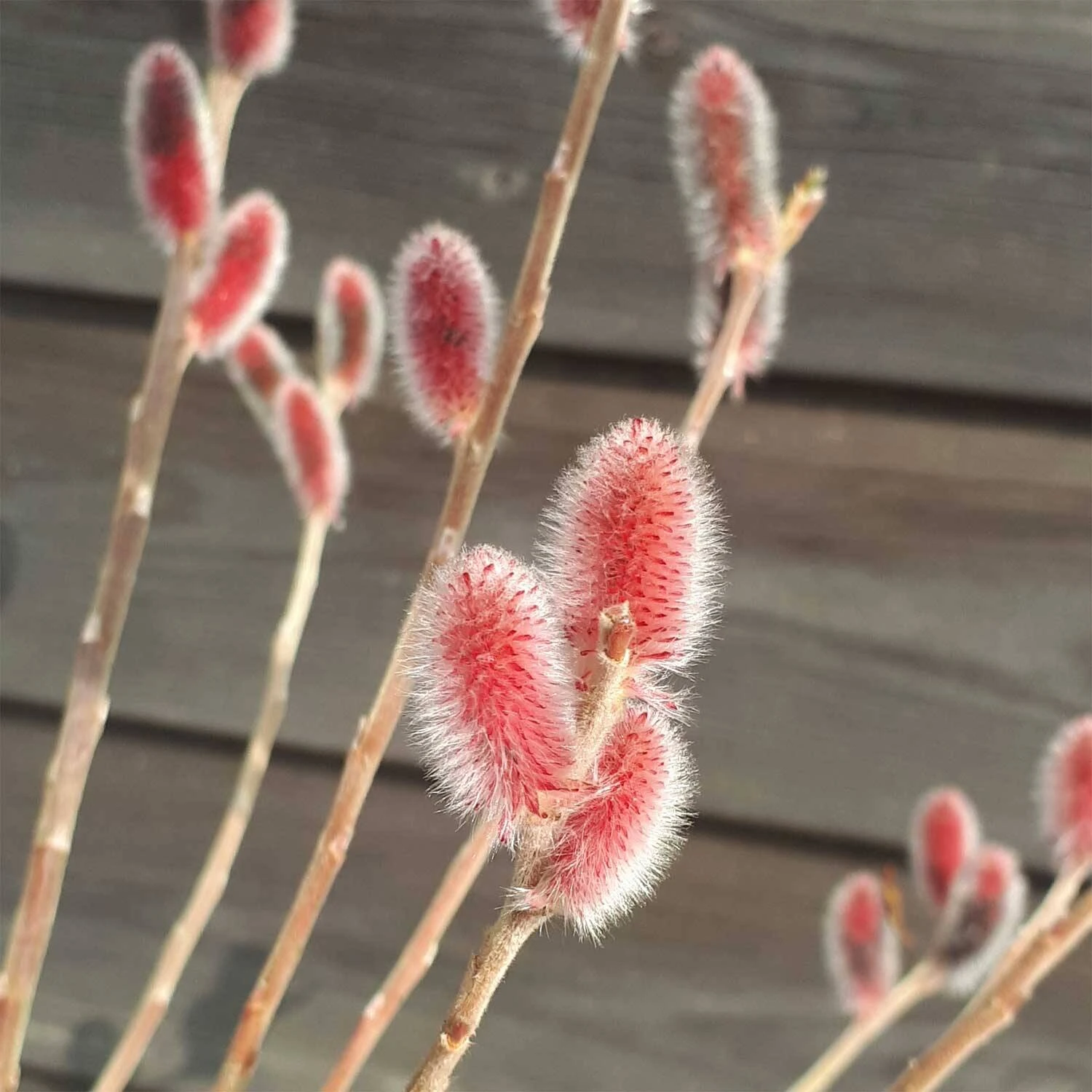 Salix 'Rotkätzchen' -R- 1 Salix 'Rotkätzchen' -R-