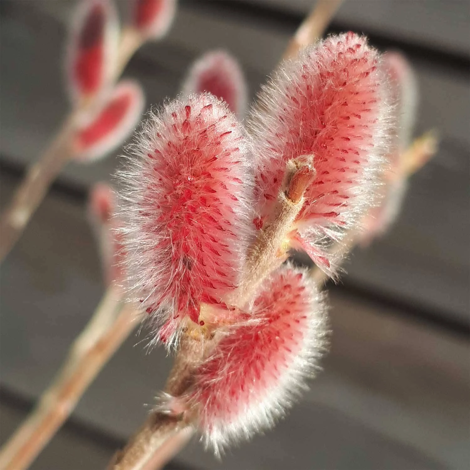 Salix 'Rotkätzchen' -R- 2 Salix 'Rotkätzchen' -R- – Bild 2