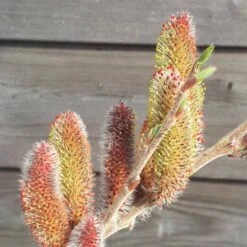 Salix 'Rotkätzchen' -R- 6 Salix 'Rotkätzchen' -R- -Seeds and Fertilizers Geschäft salix rotkaetzchen 23