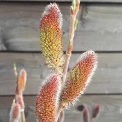 Salix 'Rotkätzchen' -R- 7 Salix 'Rotkätzchen' -R- -Seeds and Fertilizers Geschäft salix rotkaetzchen 24