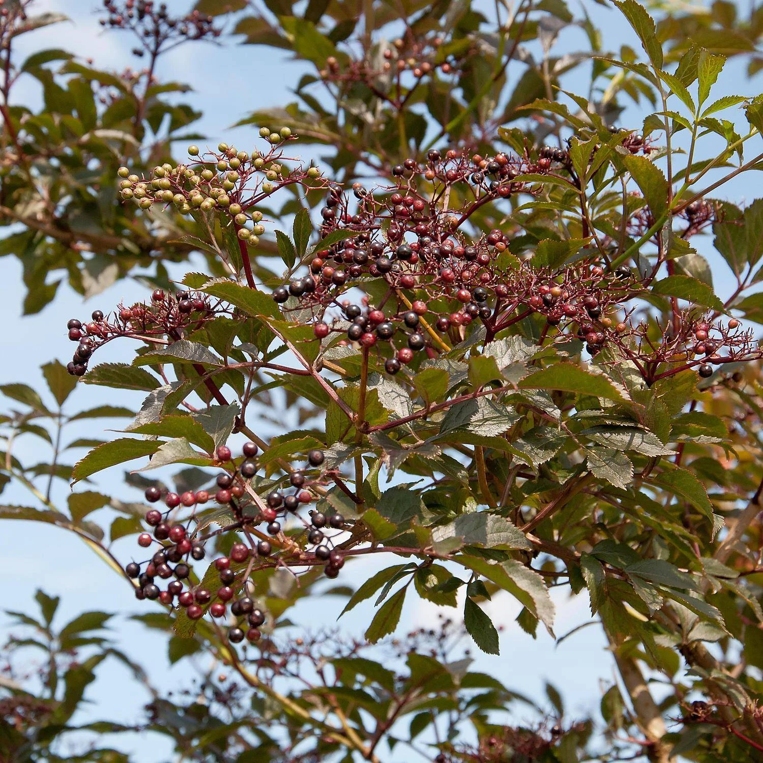 Sambucus Nigra 'Black Beauty' ® 1 Sambucus Nigra 'Black Beauty' ®