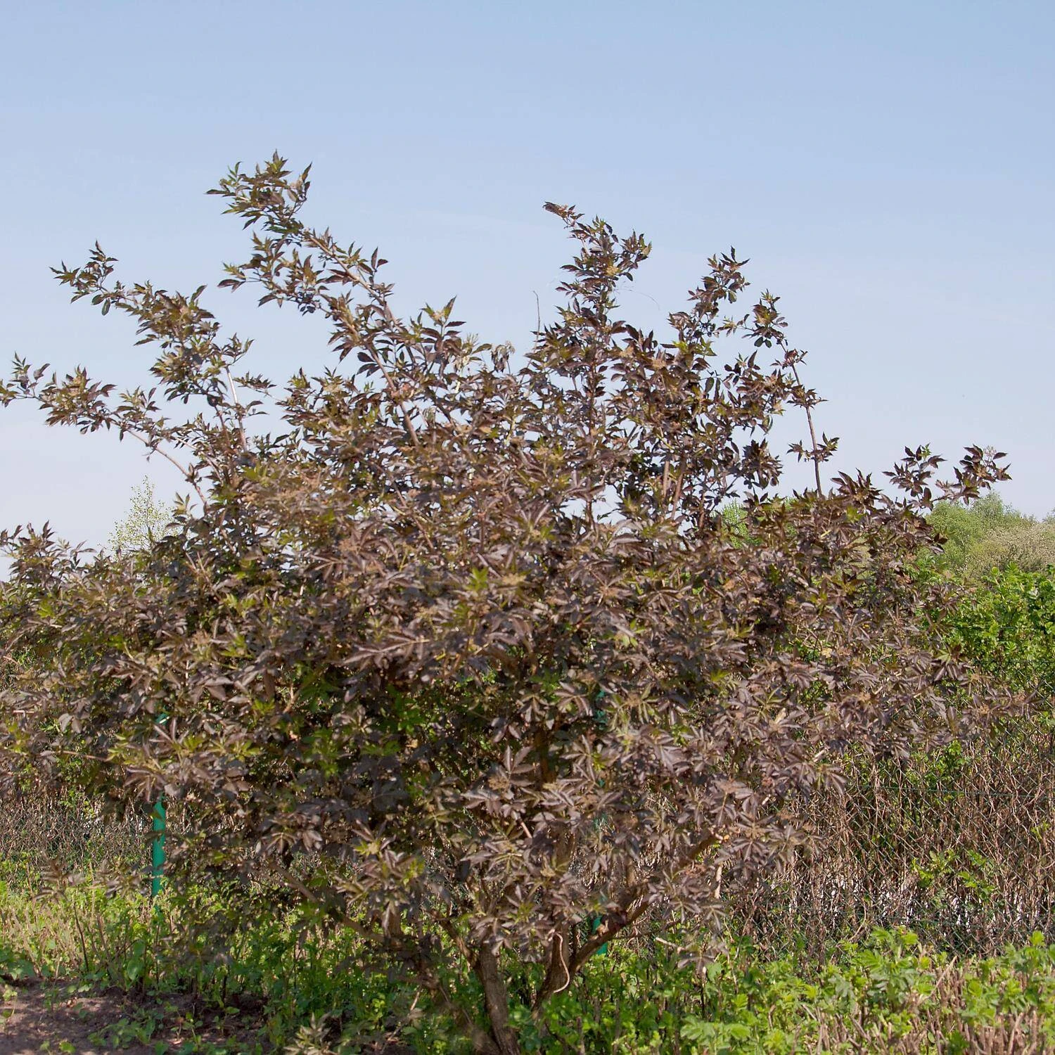 Sambucus Nigra 'Black Beauty' ® 2 Sambucus Nigra 'Black Beauty' ® – Bild 2