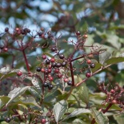 Sambucus Nigra 'Black Beauty' ® 7 Sambucus Nigra 'Black Beauty' ® -Seeds and Fertilizers Geschäft sambucus nigra black beauty3