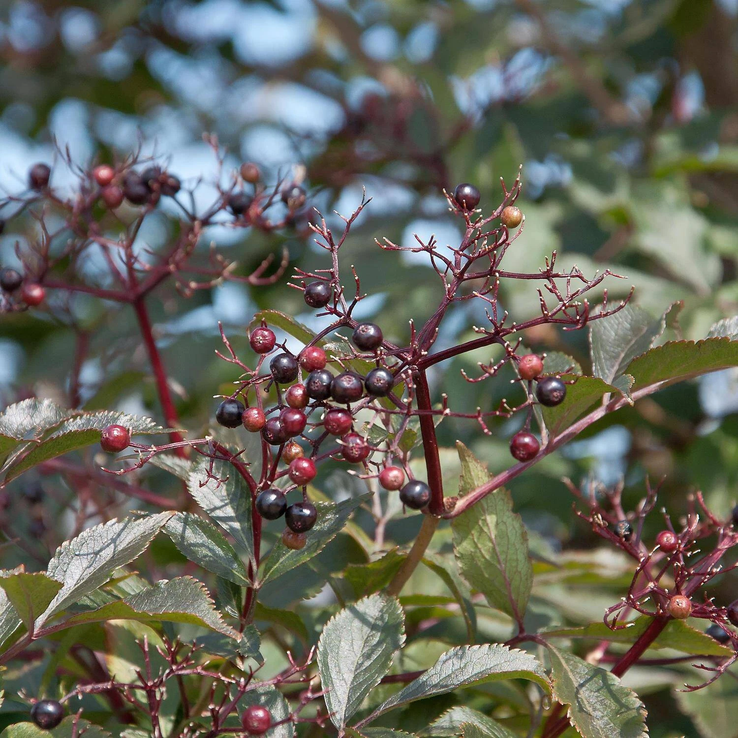 Sambucus Nigra 'Black Beauty' ® 3 Sambucus Nigra 'Black Beauty' ® – Bild 3
