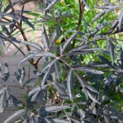 Sambucus Nigra 'Black Beauty' ® 8 Sambucus Nigra 'Black Beauty' ® -Seeds and Fertilizers Geschäft sambucus nigra black beauty4