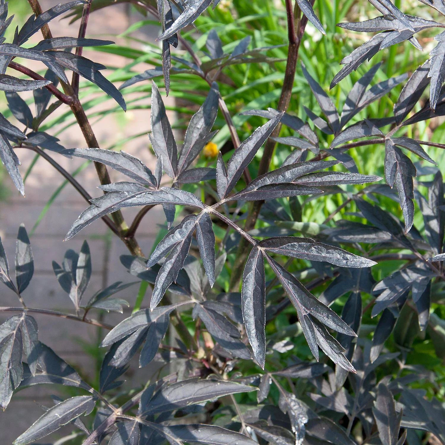 Sambucus Nigra 'Black Beauty' ® 4 Sambucus Nigra 'Black Beauty' ® – Bild 4