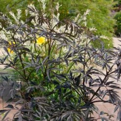 Sambucus Nigra 'Black Beauty' ® 9 Sambucus Nigra 'Black Beauty' ® -Seeds and Fertilizers Geschäft sambucus nigra black beauty5