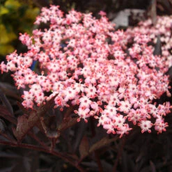 Sambucus Nigra 'Black Lace'®