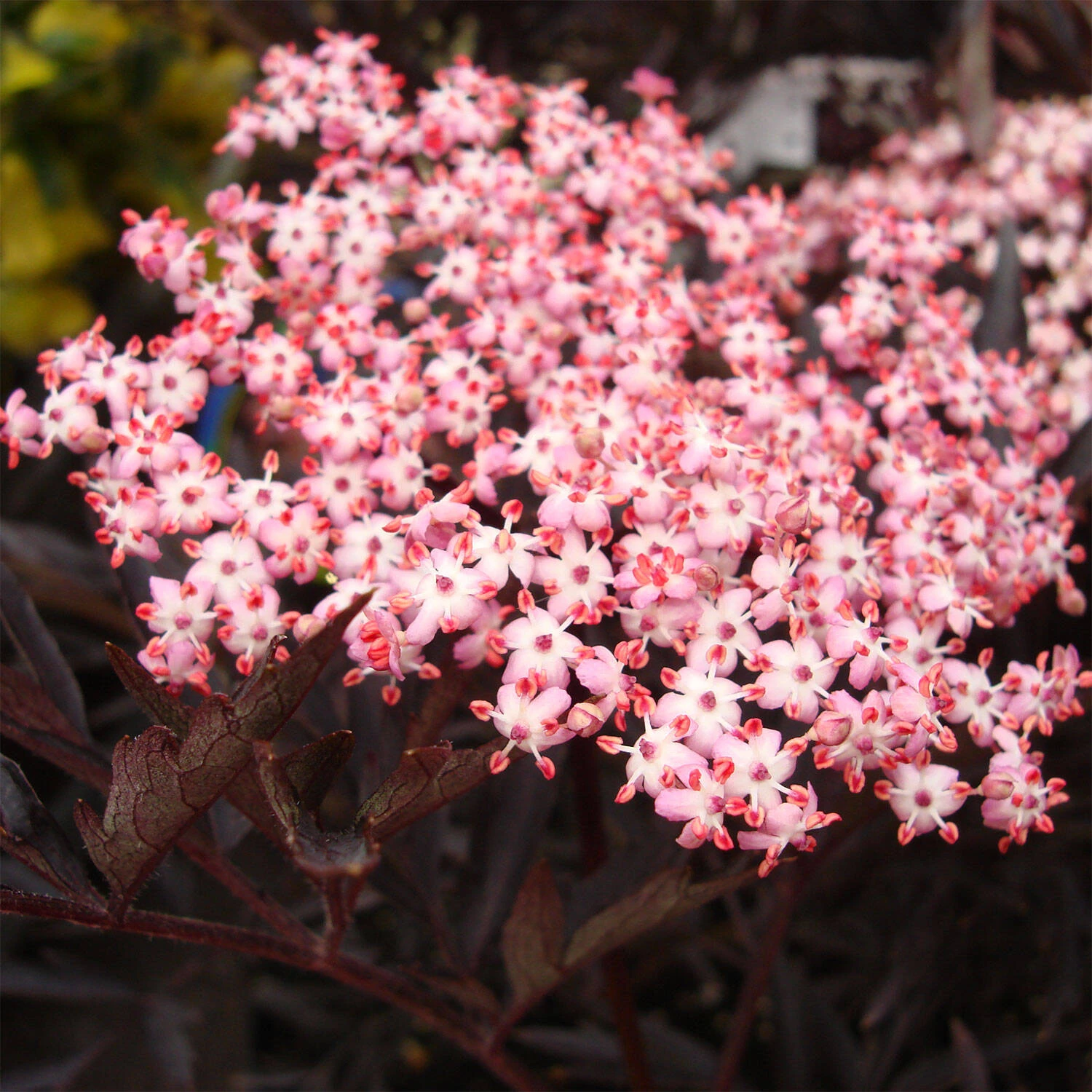 Sambucus Nigra 'Black Lace'® 1 Sambucus Nigra 'Black Lace'®