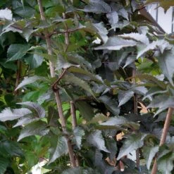 Sambucus Nigra 'Black Tower' ®