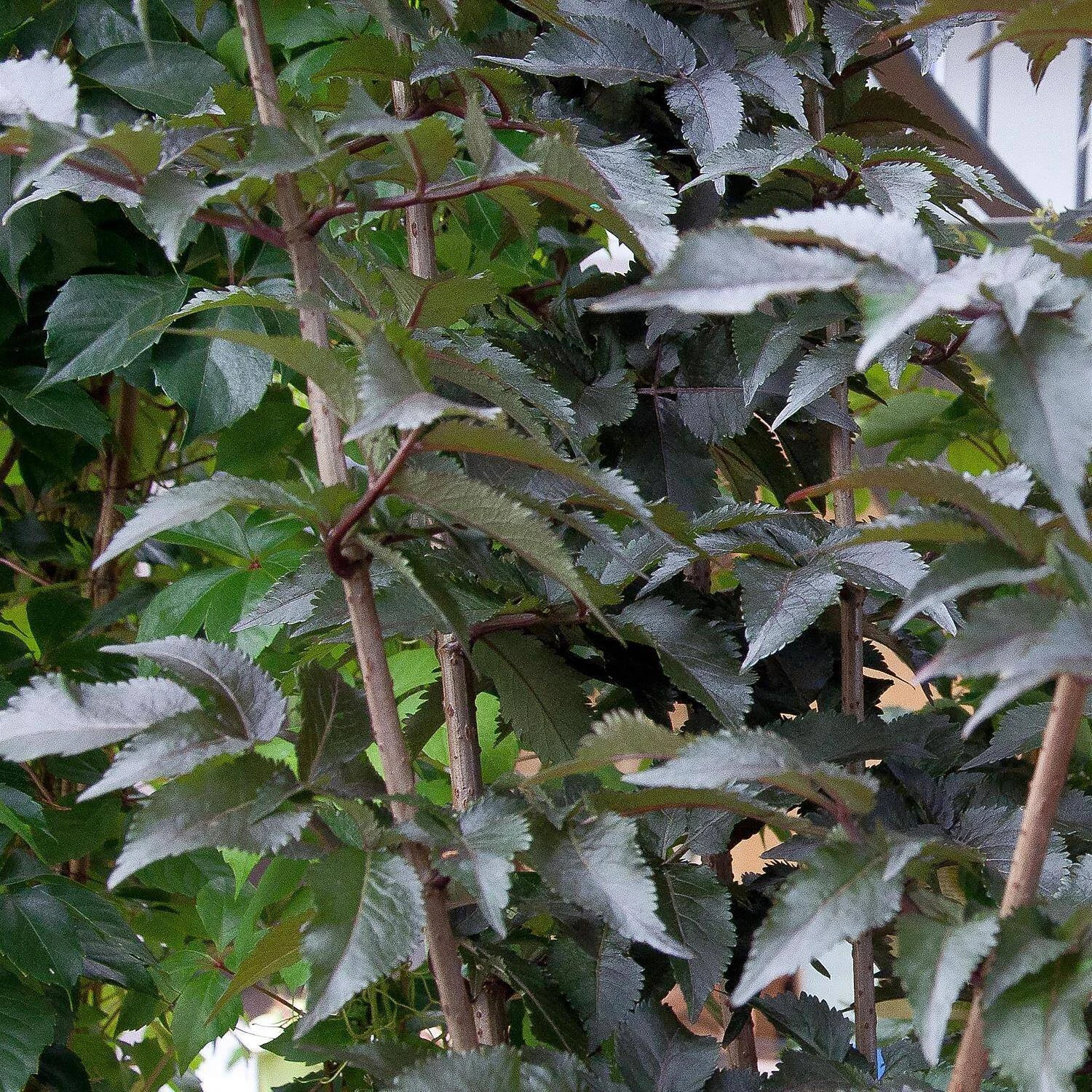 Sambucus Nigra 'Black Tower' ® 1 Sambucus Nigra 'Black Tower' ®