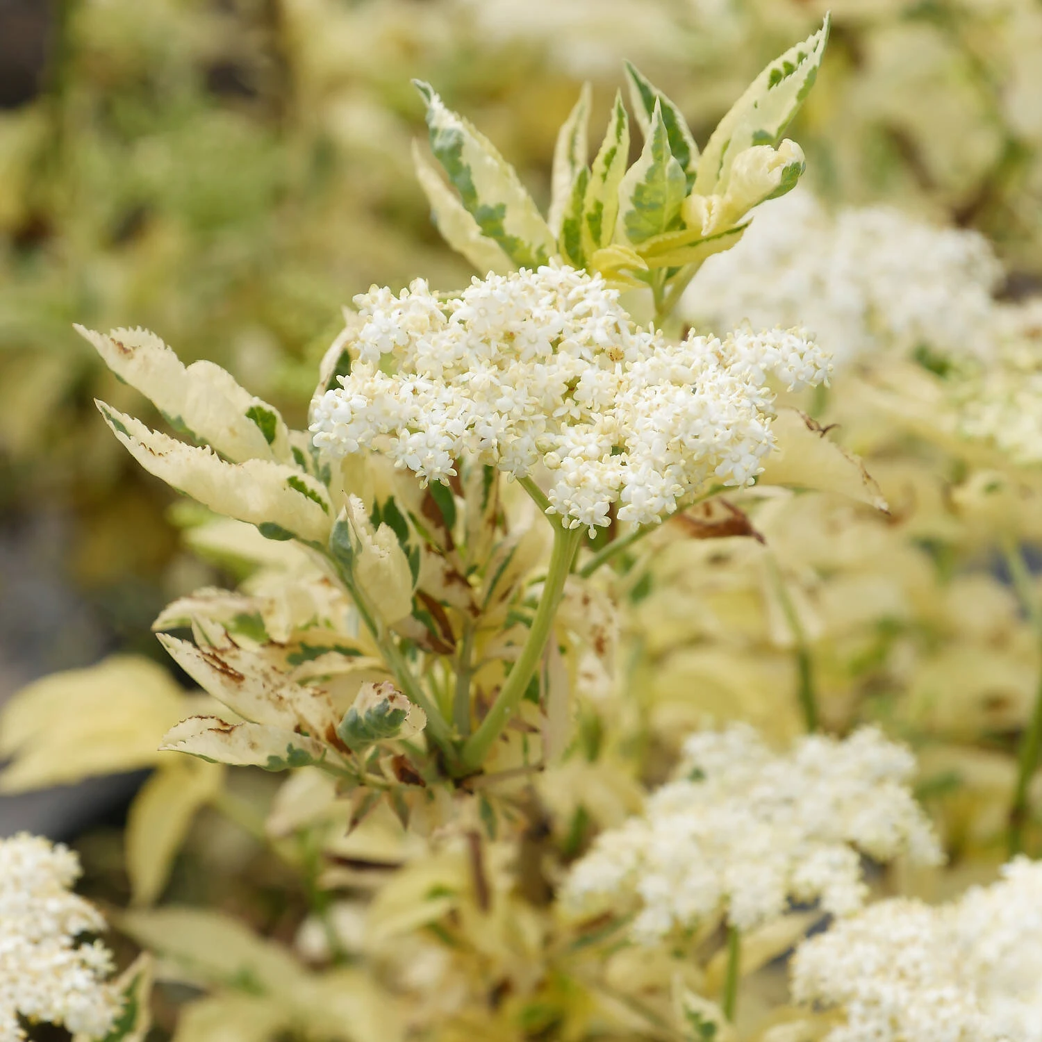 Sambucus Nigra 'Golden Spark' 1 Sambucus Nigra 'Golden Spark'