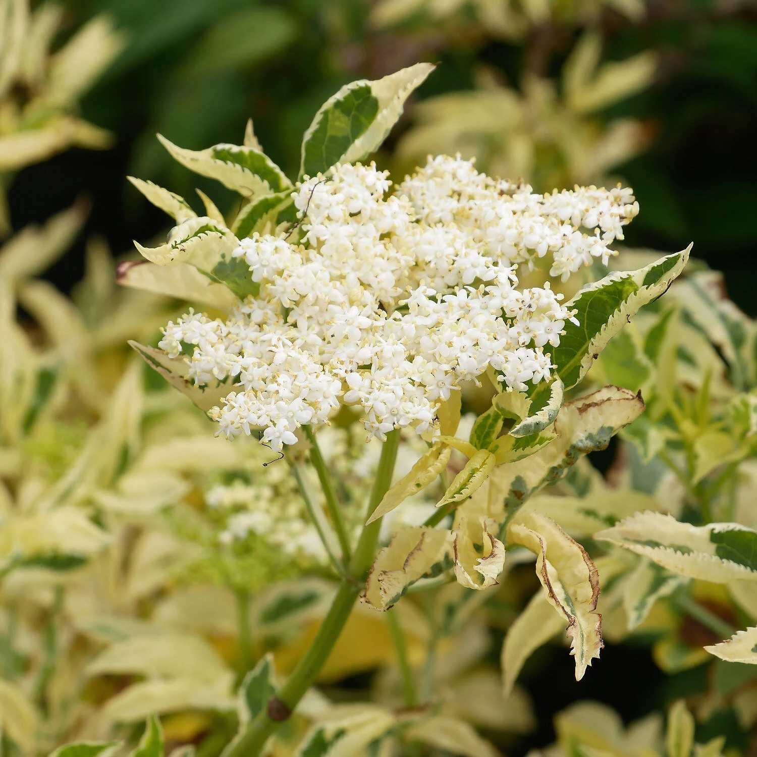 Sambucus Nigra 'Golden Spark' 2 Sambucus Nigra 'Golden Spark' – Bild 2