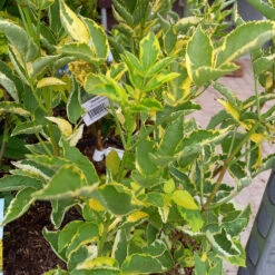 Sambucus Nigra 'Golden Spark' 5 Sambucus Nigra 'Golden Spark' -Seeds and Fertilizers Geschäft sambucus nigra golden spark3