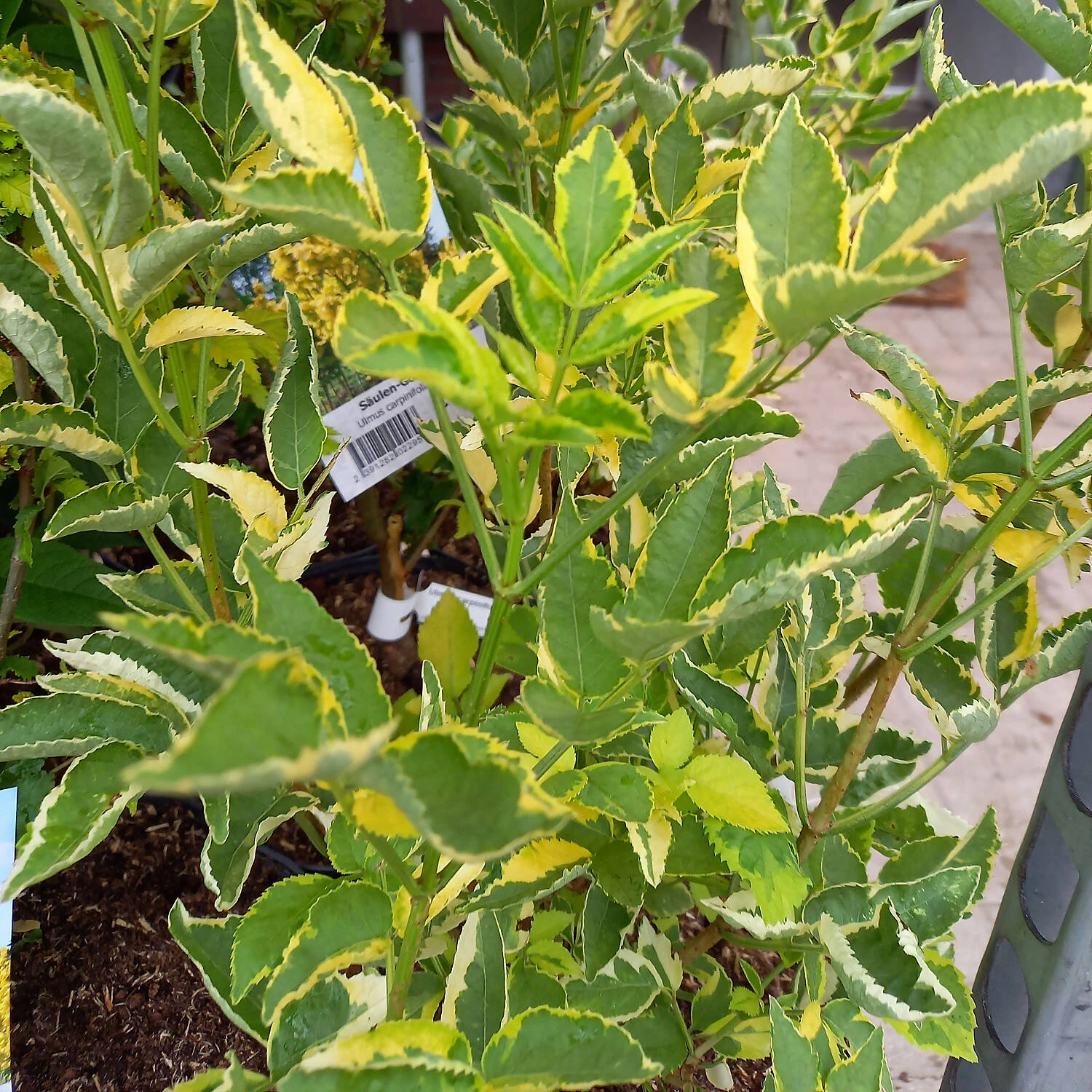 Sambucus Nigra 'Golden Spark' 3 Sambucus Nigra 'Golden Spark' – Bild 3