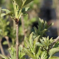 Sambucus Nigra 'Obelisk' -Seeds and Fertilizers Geschäft sambucus nigra obelisk 13