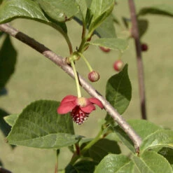 Schisandra Chinensis