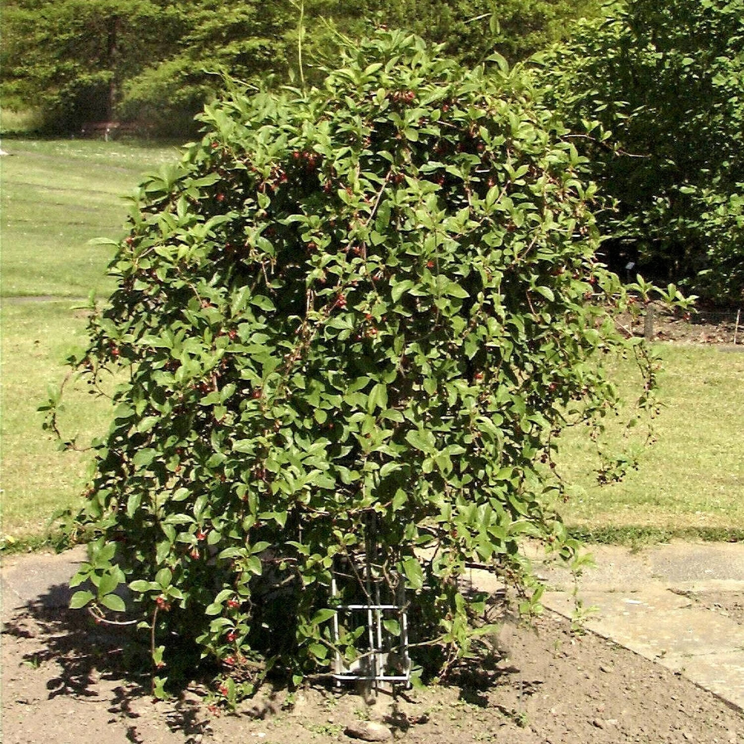 Schisandra Chinensis 2 Schisandra Chinensis – Bild 2