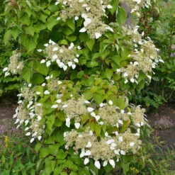 Schizophragma Hydrangeoides