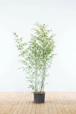 Schwarzer Bambus / Phyllostachys Nigra