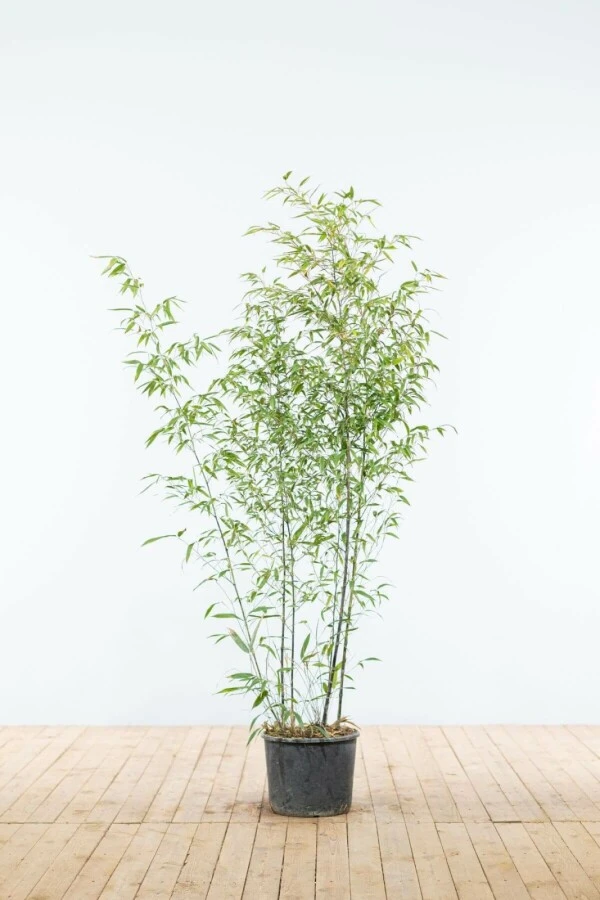 Schwarzer Bambus / Phyllostachys Nigra 1 Schwarzer Bambus / Phyllostachys Nigra