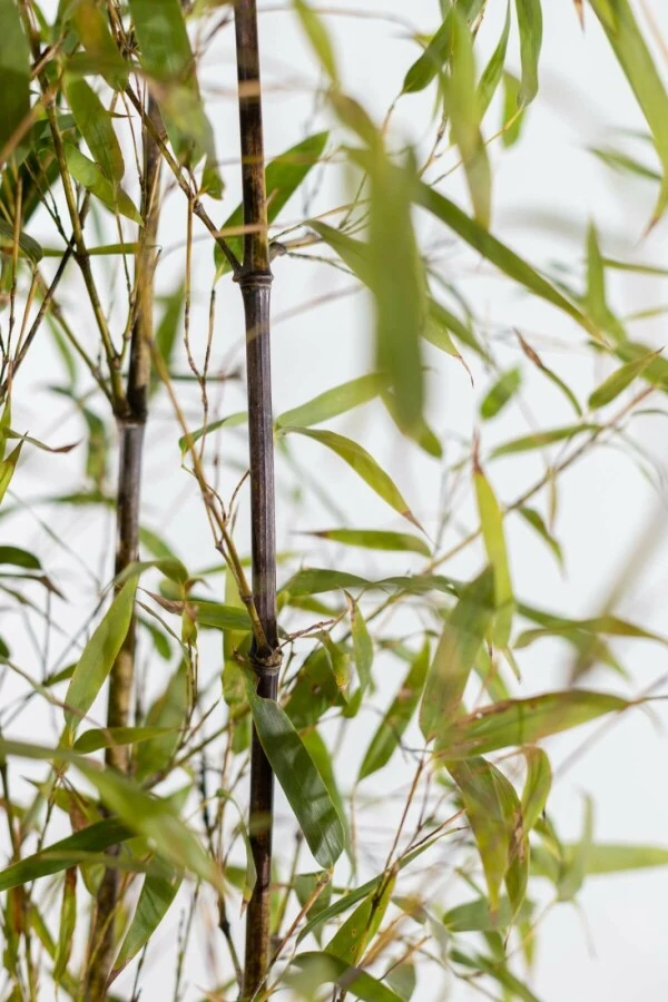 Schwarzer Bambus / Phyllostachys Nigra 2 Schwarzer Bambus / Phyllostachys Nigra – Bild 2