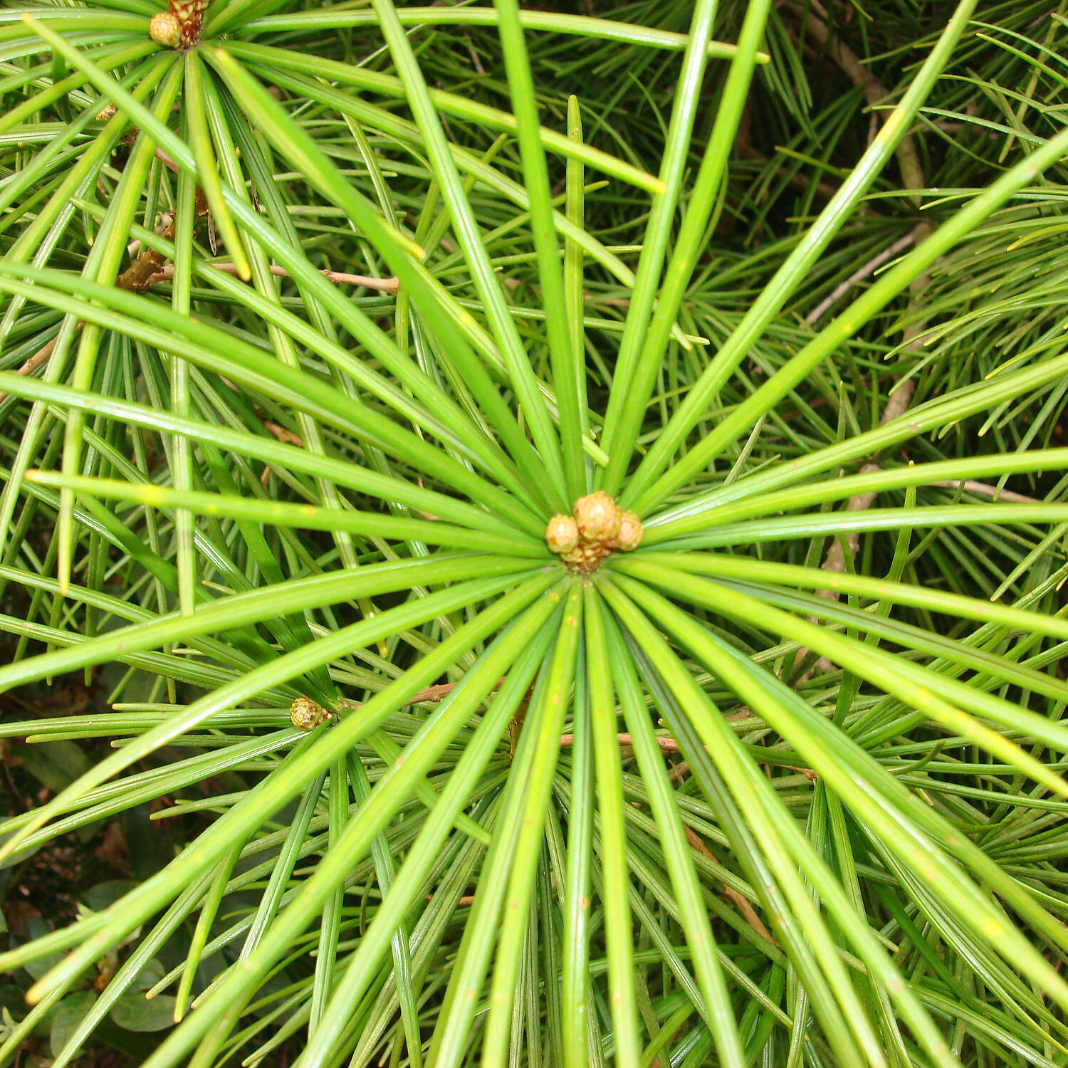 Sciadopitys Verticillata 1 Sciadopitys Verticillata