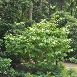 Sinocalycanthus Chinensis 'Venus'