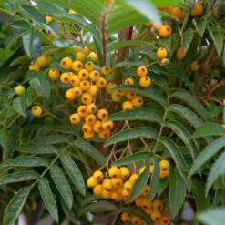 Sorbus Aucuparia 'Autumn Spire®'