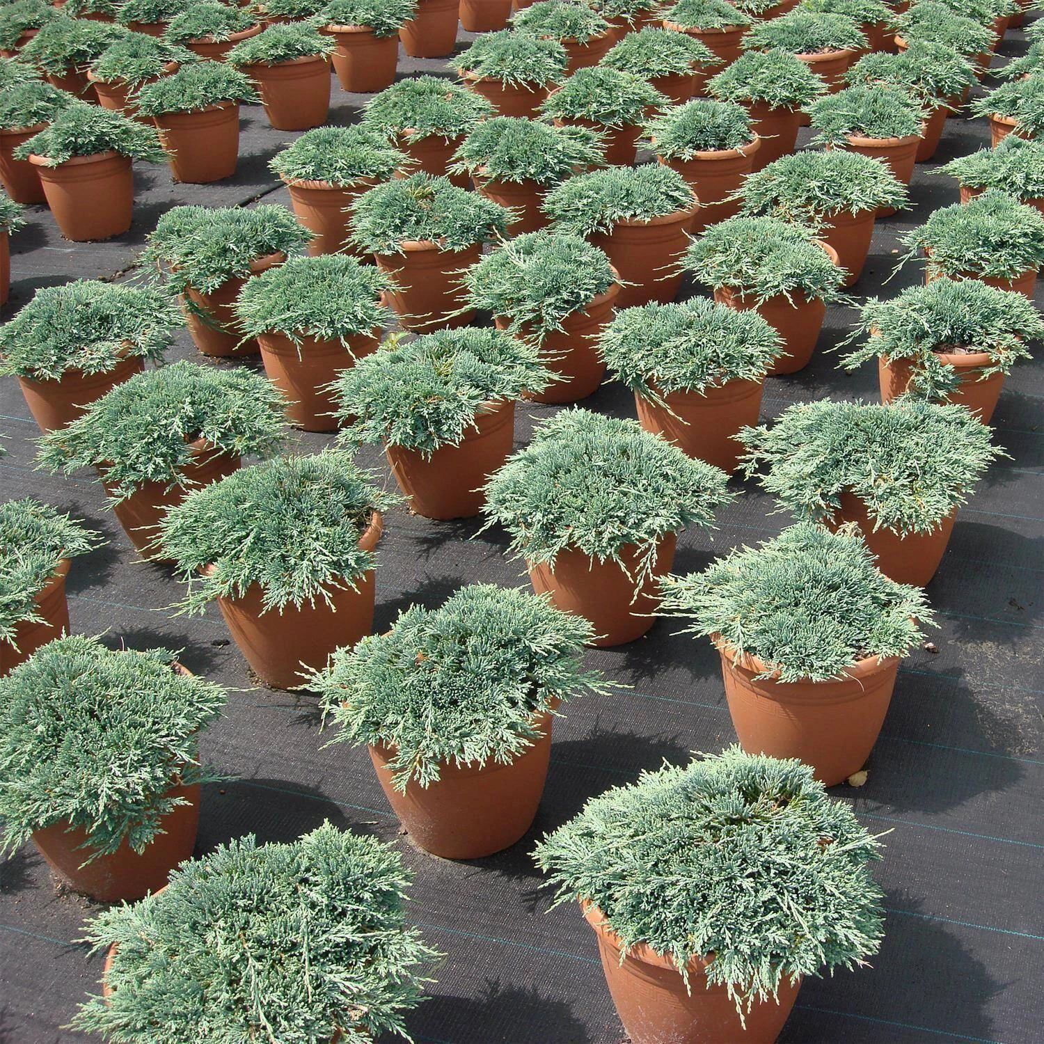 Juniperus Horizontalis 'Icee Blue' ® 1 Juniperus Horizontalis 'Icee Blue' ®