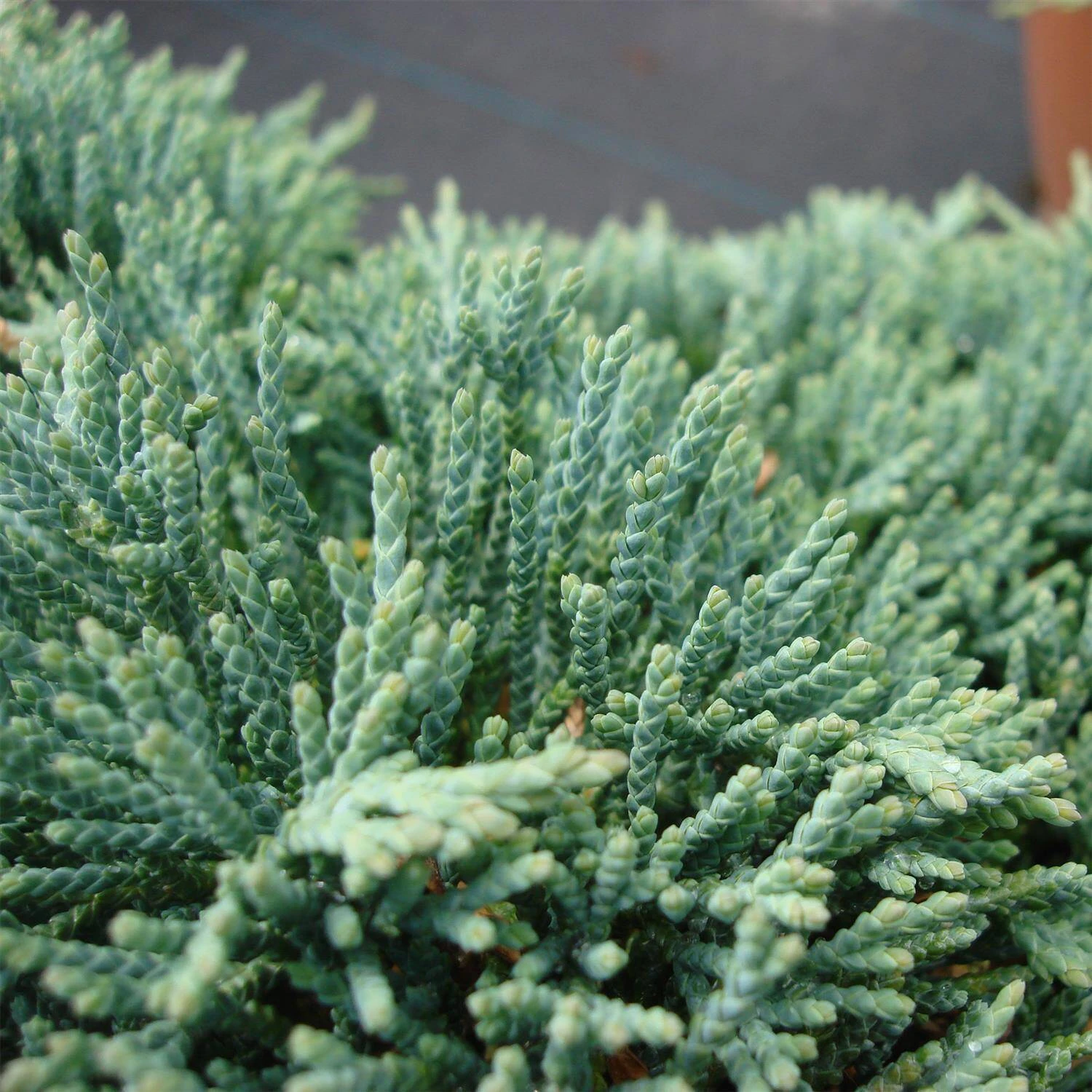 Juniperus Horizontalis 'Icee Blue' ® 2 Juniperus Horizontalis 'Icee Blue' ® – Bild 2