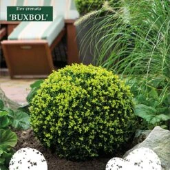 Ilex Crenata 'Buxbol'