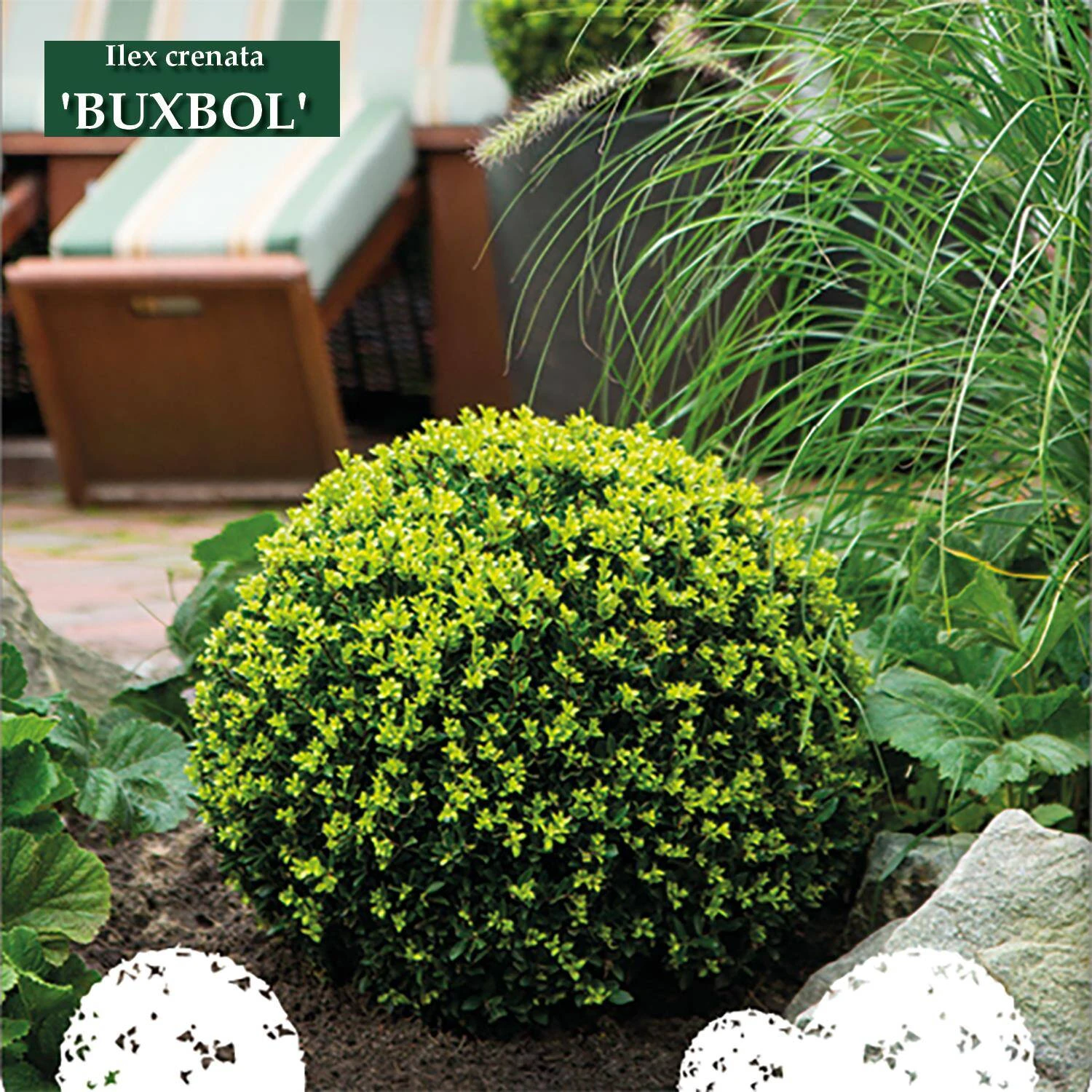 Ilex Crenata 'Buxbol' 1 Ilex Crenata 'Buxbol'