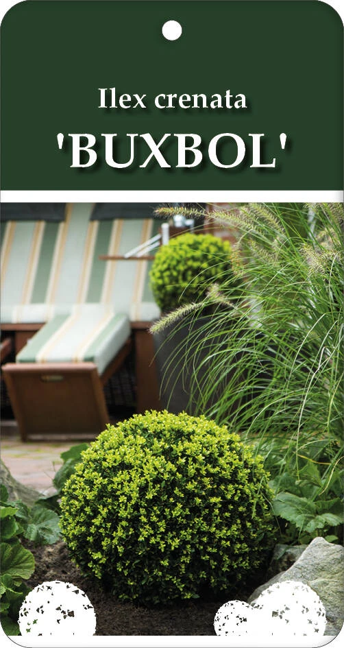Ilex Crenata 'Buxbol' 2 Ilex Crenata 'Buxbol' – Bild 2