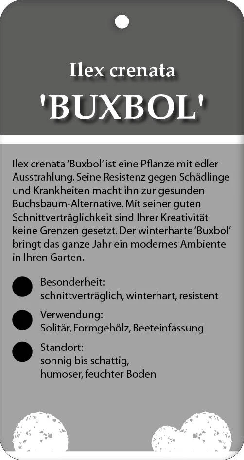 Ilex Crenata 'Buxbol' 3 Ilex Crenata 'Buxbol' – Bild 3