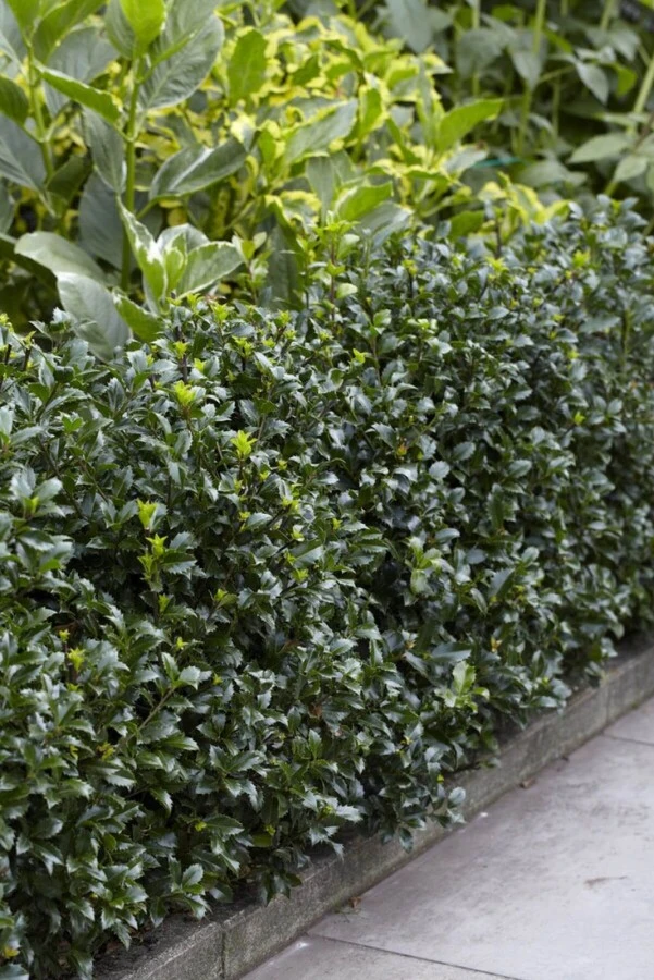 Stechpalme / Ilex Meserveae Heckenpracht 7 Stechpalme / Ilex Meserveae Heckenpracht – Bild 7