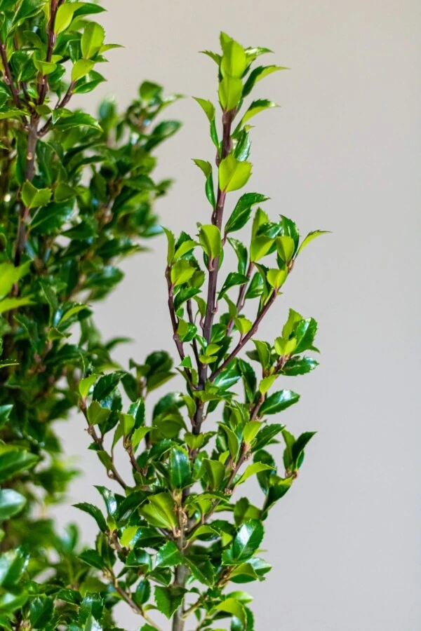 Stechpalme / Ilex Meserveae Heckenstar 3 Stechpalme / Ilex Meserveae Heckenstar – Bild 3